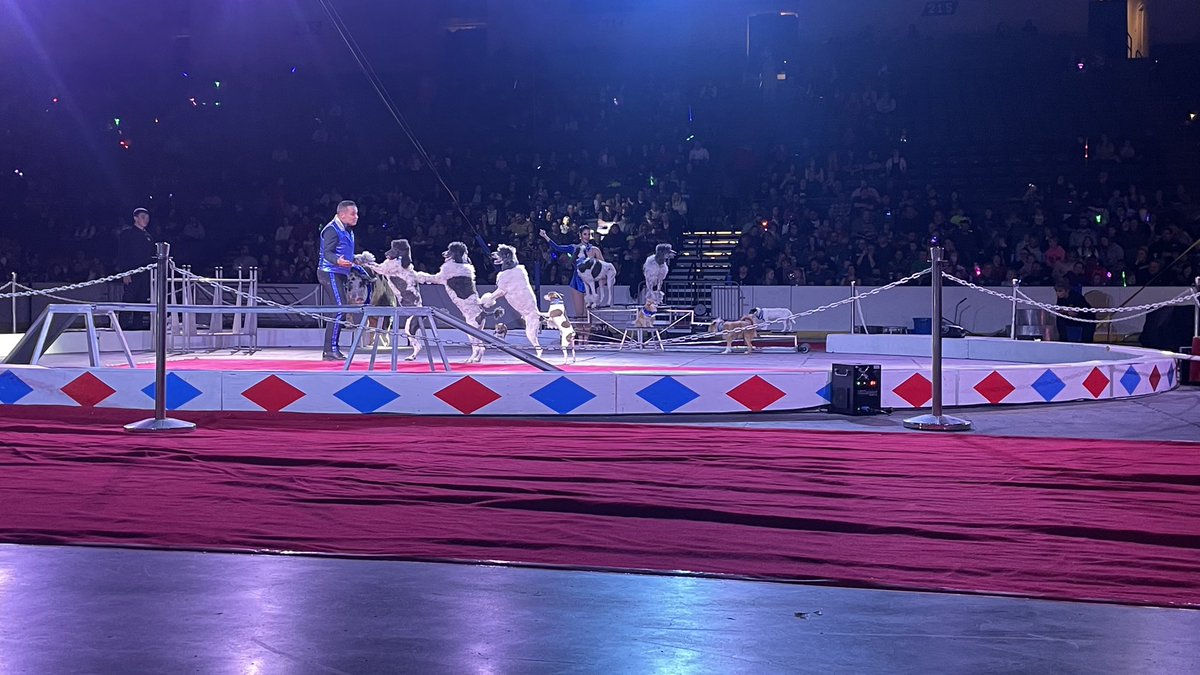 TangierCircus's tweet photo. We are having a great time at the #TangierCircus! 🐕 

Join us Sunday for showtimes at 1 &amp; 4:30! Tickets available at the Mid-America Center! https://t.co/qJH31cXFsZ