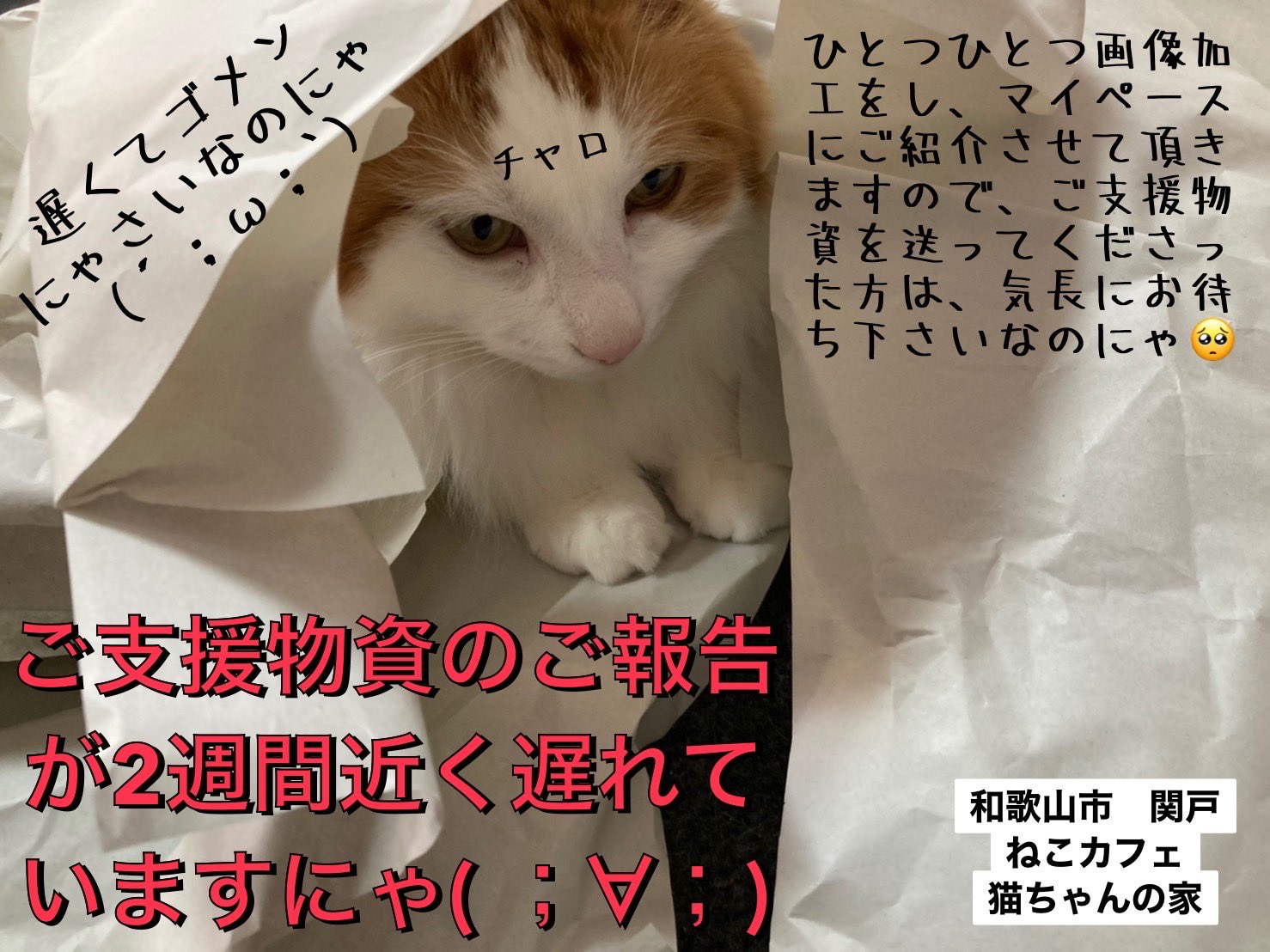 ねこカフェ 猫ちゃんの家 Neko No Uchi Twitter