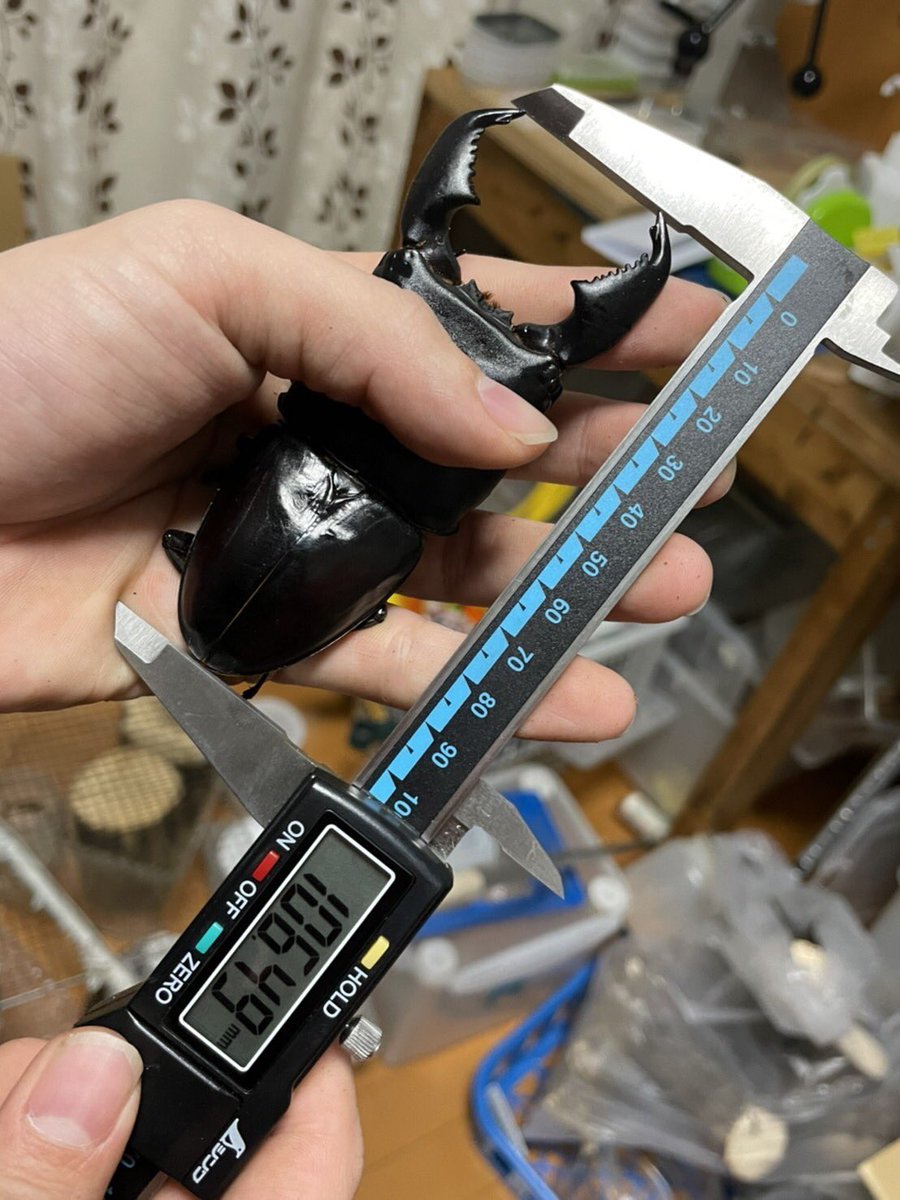 bari_shohei's tweet photo. 歓喜の106mmアップが出ました😆！
蛹44gの106.4mm
まさか今季で来季の目標が達成できるとは😆😆😆！！！
既に105mmアップが出てるライン(Hc)で大型連発でした！
3本目大失敗でマットに入れた4本目がよかった？？とにかく嬉しい😆 https://t.co/ytTv5DBG6E