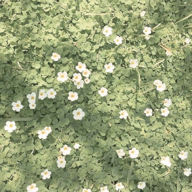 fromminty's tweet photo. γ waiting for spring π±γ
now that the curse of the lees are over and soonyoung is back in the town of lucia, what kind of future awaits for the love it once ruined?
β a soonhoon cottagecore one shot filo au from #witheringkh
π https://t.co/zN392NV4SI https://t.co/Q9xDsZEiAY