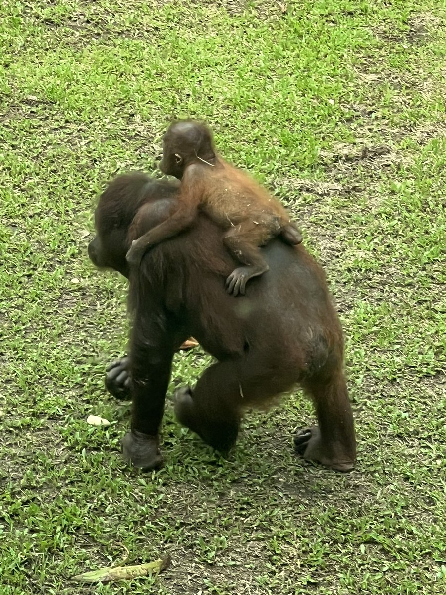 Riding school. Today’s lesson is on grip and balance