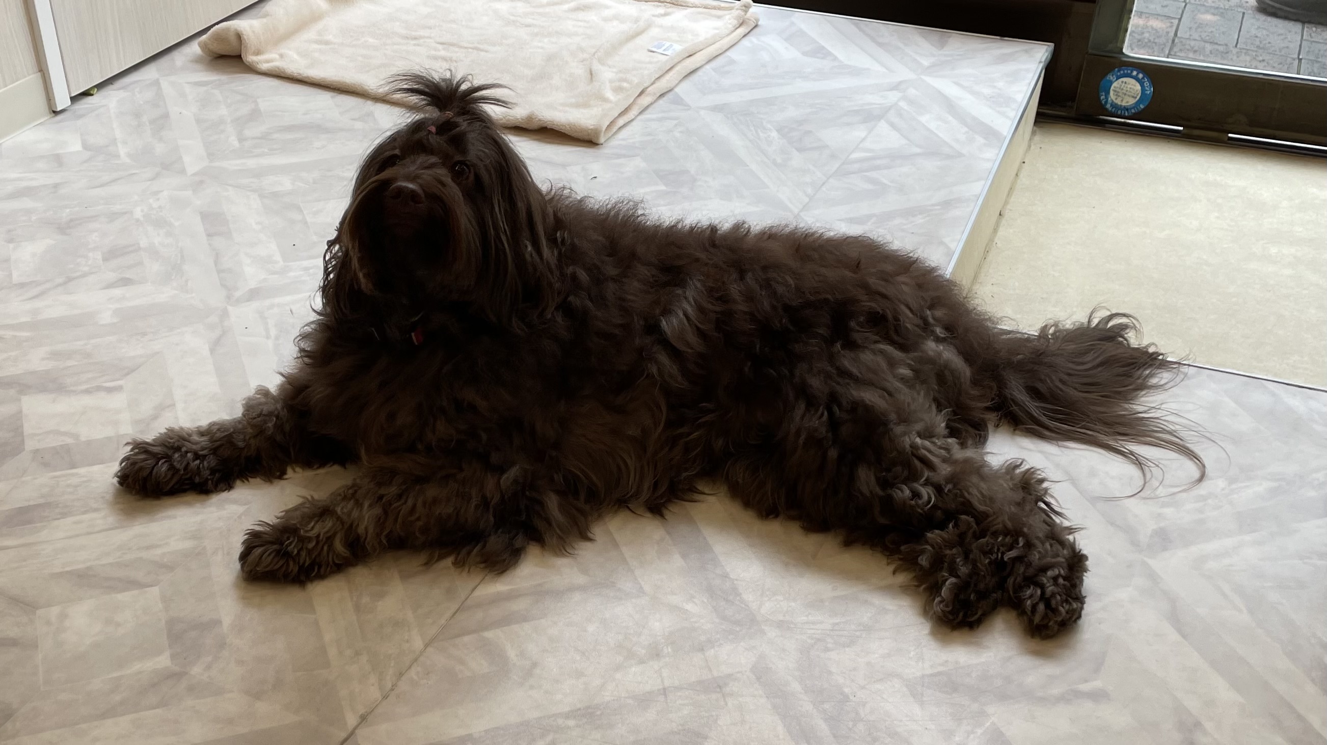 Petshower Nero Petshower Nero Twitter