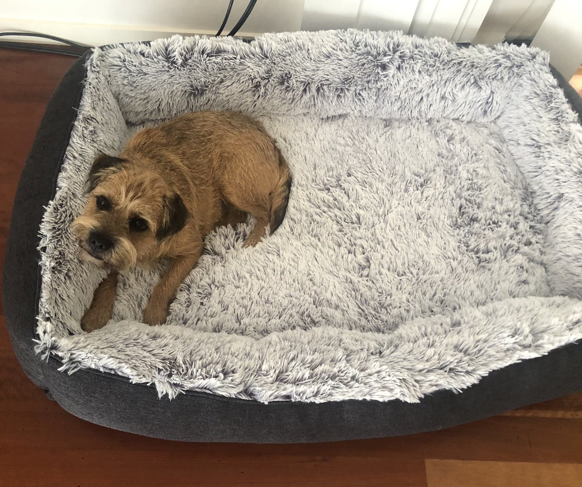 Humum and hudad got this big new bed for <a href="/FridaStaghound/">Frida</a> but I think I like it and will claim it for me #BTPosse