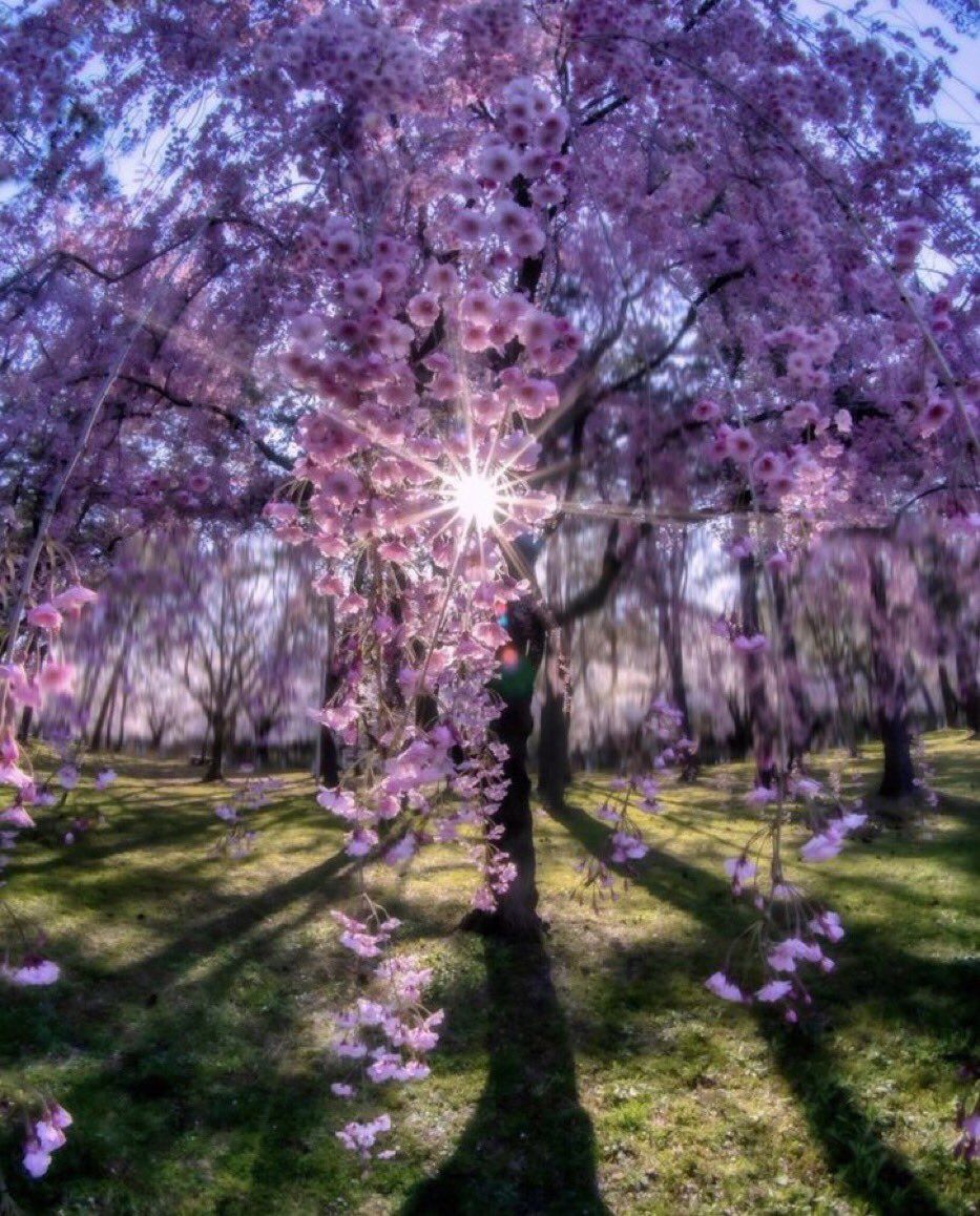 The spring flower Blooms in joy For you make it This soulful jubilant Seeing diamond horizon Near far For those closest to God His mighty Love Blesses blasts us With thunderous lightening Living splendors Eyes wide open To witness Heavenly Father’s Glory on u from LordJesusChrist
