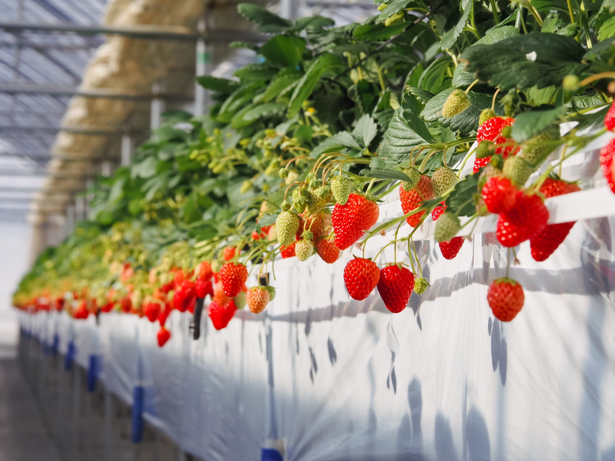 軽井沢高原いちご 貸し切りいちご狩り の詳細は 公式ホームページまたはじゃらんをご覧ください T Co 5hyxzc0lhd スナップは当日のいちご狩りレーンにて ご家族にモデルをお願いさせていただいたものです Twitter