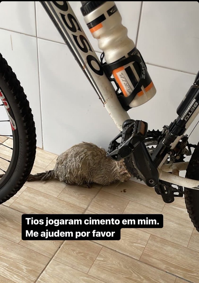 TheAlicya's tweet photo. GENTE PELO AMOR DE DEUS ME AJUDEM A DIVULGAR ISSO!!!!!! jogaram cimento no gatinho e agora ele precisa de ajuda!!!!! https://t.co/AHsYg5TeRt