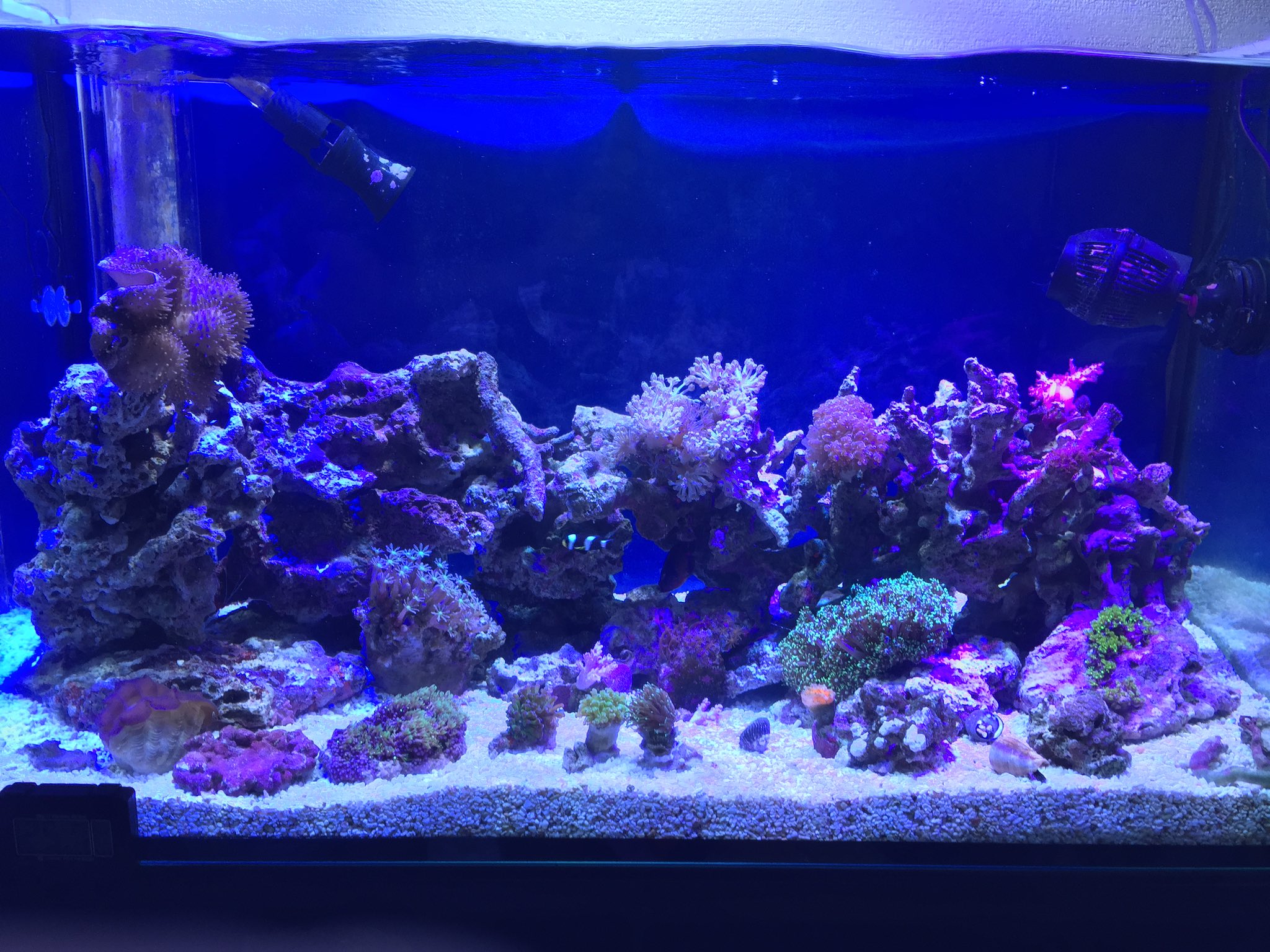 Yamajunchopper なるほど 前の海水魚の水槽 はこんな感じだったか Shell2は横42 その前のは90 これ程の差があるのは改めて見ると凄いな しかし内部はほぼやり直しだから 機材が動くのかが一番大事になってきそうだわ T Co Bidmj4zldz Twitter