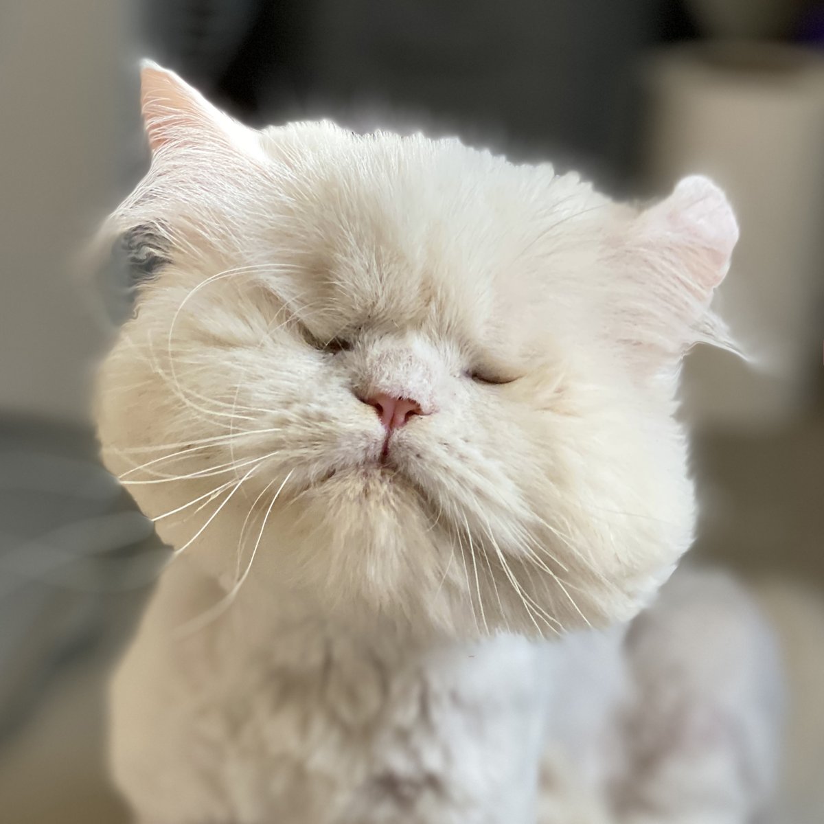 Moet the Blind Cat tweet media