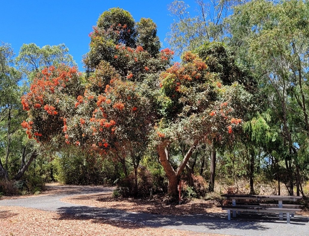 Not a bad picnic spot under the shade of this C. ficifolia.

You can help make it #eucalyptoftheyear by voting here:
eucalyptaustralia.org.au/eucalyptofthey… 

#friendsofficifolia #eucbeaut #ozflora #wildoz #nature #wildflower