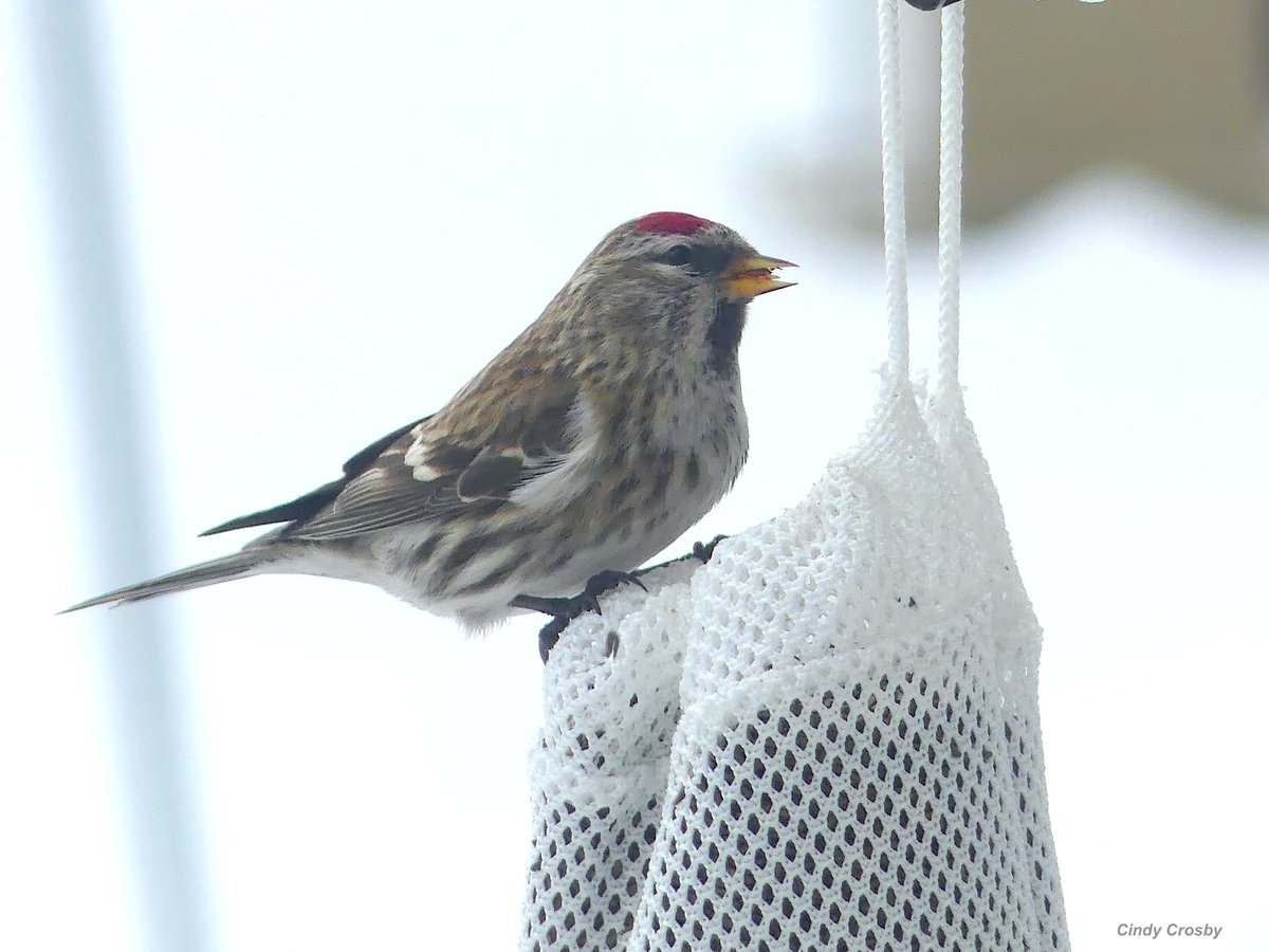 Cindy Crosby tweet media