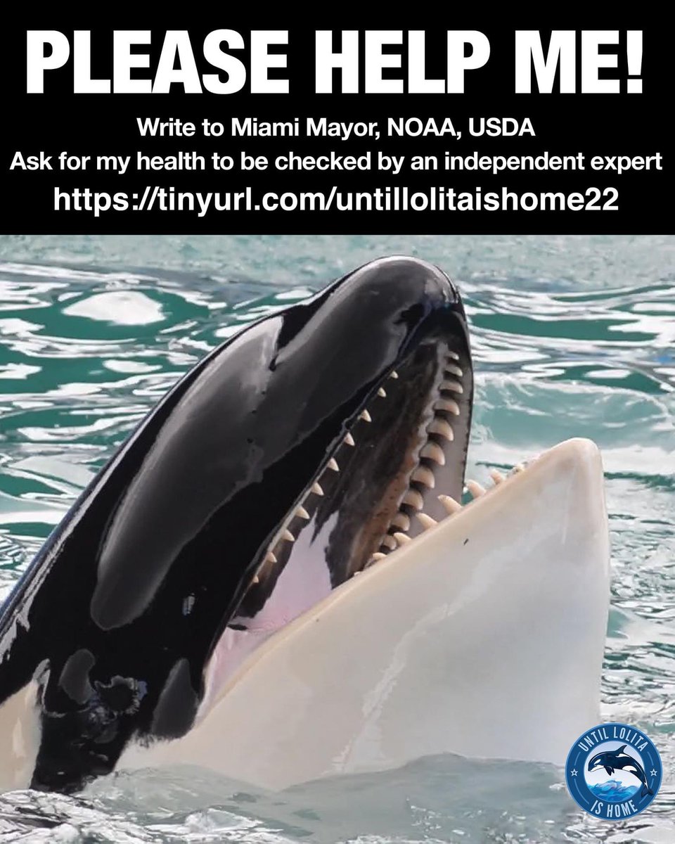 #Lolita #Tokitae  #United4Lolita 
#SaveLolita  

🖤🐬🖤
ONE CLICK ACTION!!!!! 
PLEASE HELP TOKITAE / LOLITA!

This will take 2 seconds of your time!
Click the link, add your name and SEND!
Feel free to change the text.

🔽 CLICK HERE NOW!!!! 🔽
tinyurl.com/untillolitaish…