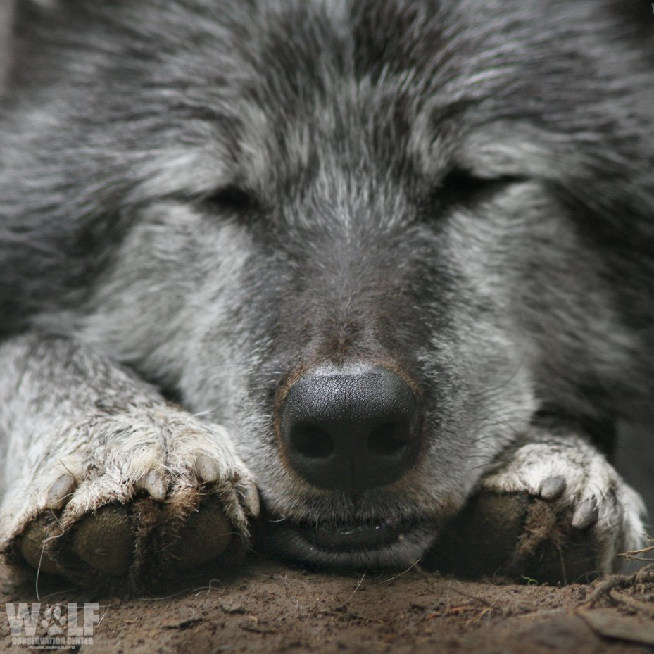 Wolf Conservation Center 🐺 tweet media