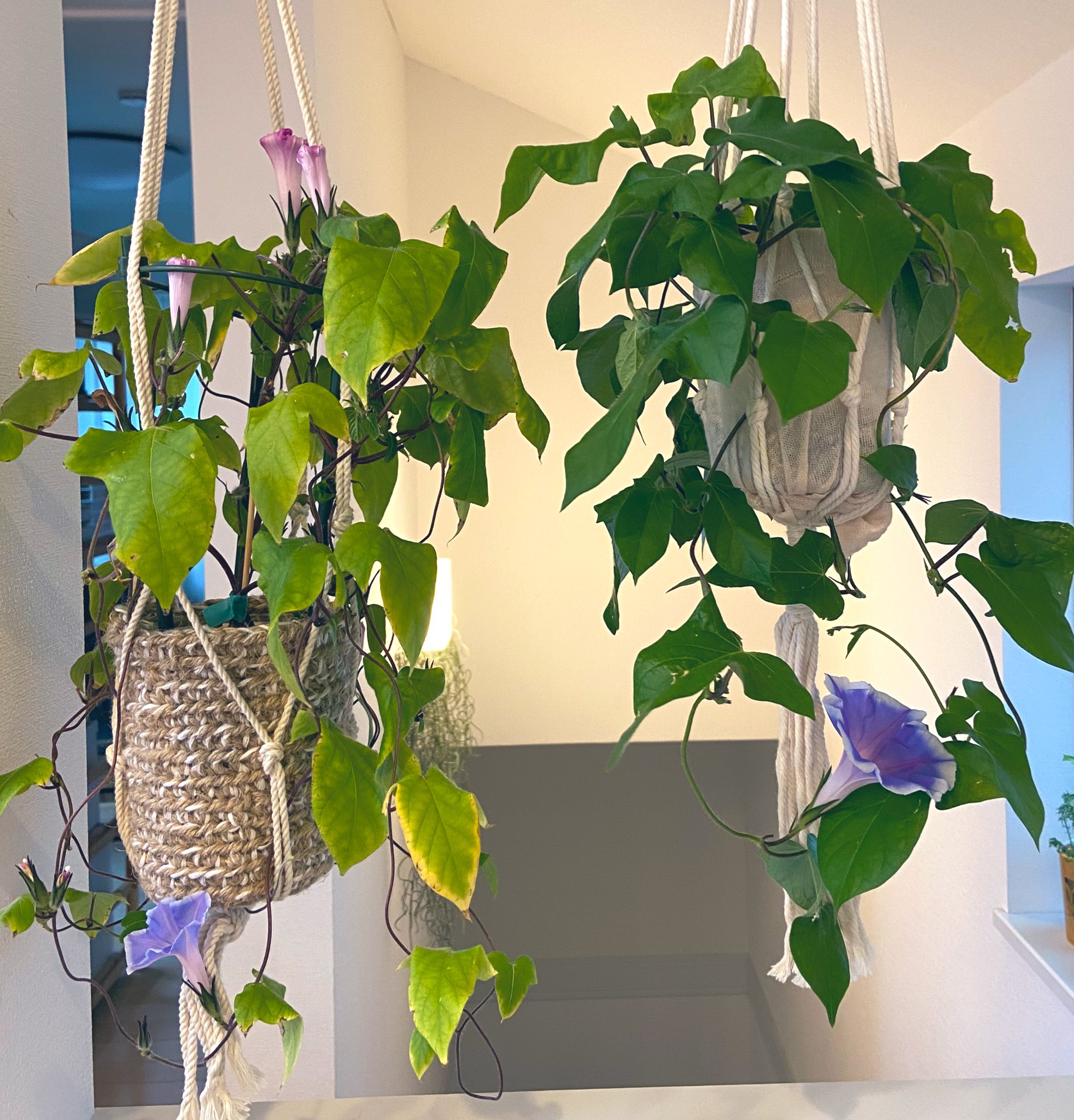 家の中で観察 Ienonaka De Twitter