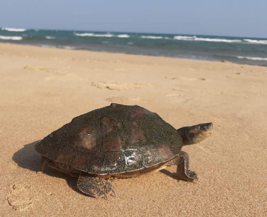 SoumyaMarineWL's tweet image. A Indian Roofed Turtle, with algae on carapace is basking in the sun in all its glory !!! 😍

Beautiful adventurous trail &amp;amp; sightings from Kadua River Estuary Astaranga Puri. 💙

#Odisha #aquaticwildlife #turtlesofindia #wildlife #freshwaterturtle #nature #conservation #life