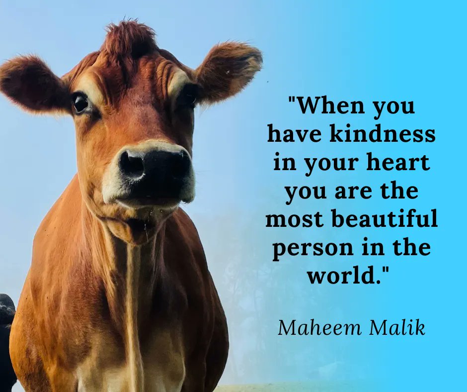 TheBarnyardNJ's tweet photo. Our beloved Jaci is certainly as beautiful as she is kind.  😍 🐮 
#sanctuarylife #livecrueltyfree #happycows https://t.co/rx8BRVpVOJ