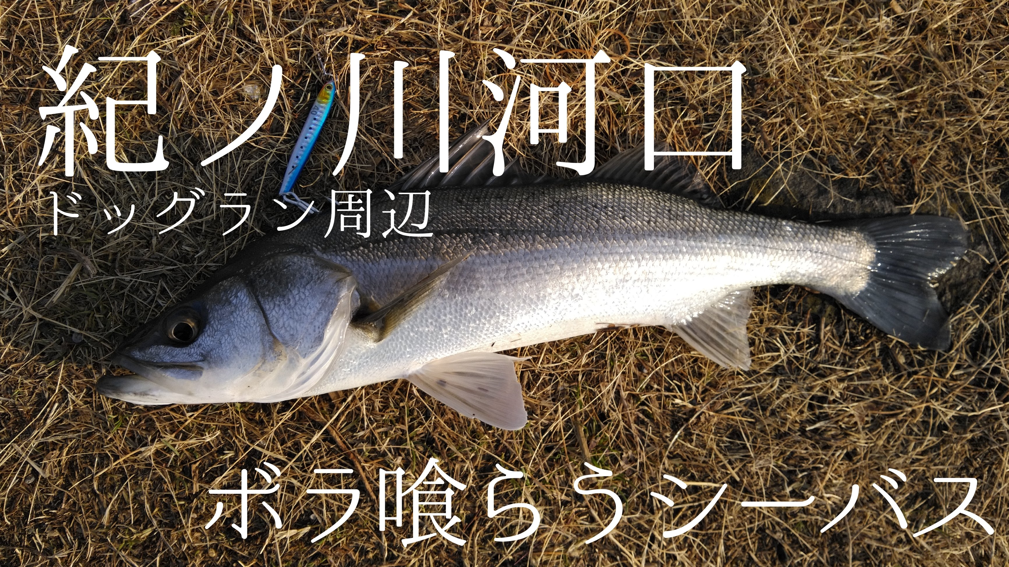 Uzivatel フィッシングマックス公式ツイッター 釣果 ホット情報 Na Twitteru 和歌山インター店 2 日 紀ノ川河口ドッグラン周辺リアルタイム情報 シーバス好調続いてます フィッシングマックス 関西の釣果 大阪 神戸 和歌山の釣果情報 T