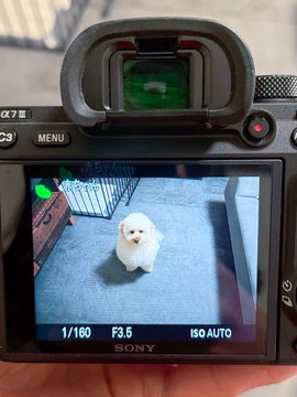 ワンコにカメラを向けると 認識された愛犬の正体に これは確かに赤ちゃん ばぶみが尊い と7万 いいね が集まる ねとらぼ