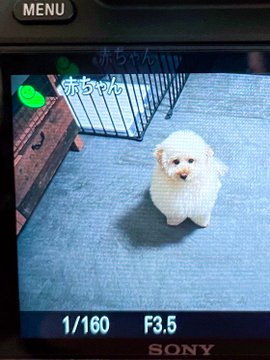 ワンコにカメラを向けると 認識された愛犬の正体に これは確かに赤ちゃん ばぶみが尊い と7万 いいね が集まる ねとらぼ