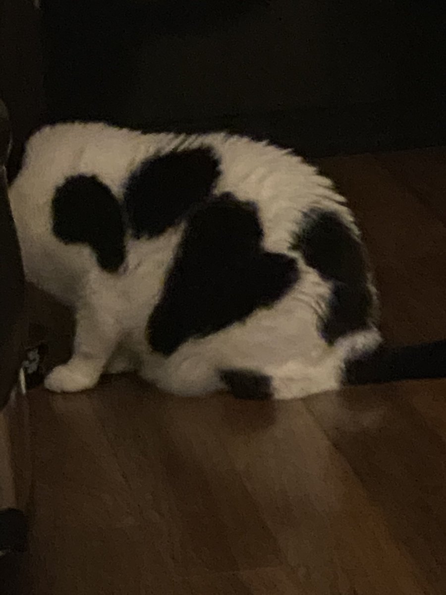 GHardyDT's tweet photo. @missmayim My cat ❤️ your cat pics https://t.co/NHjtI2pduR