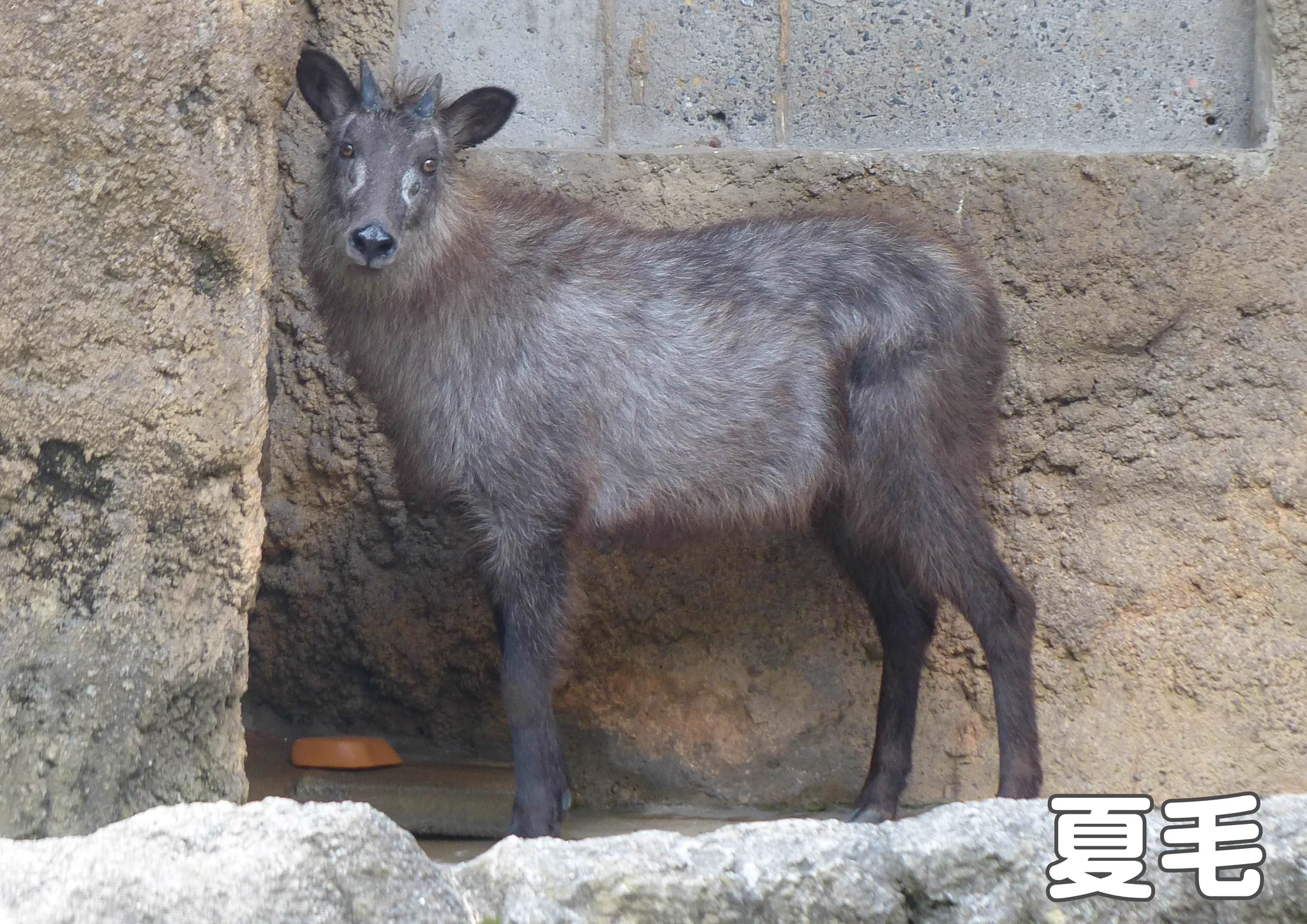 上野動物園［公式］ on X: 