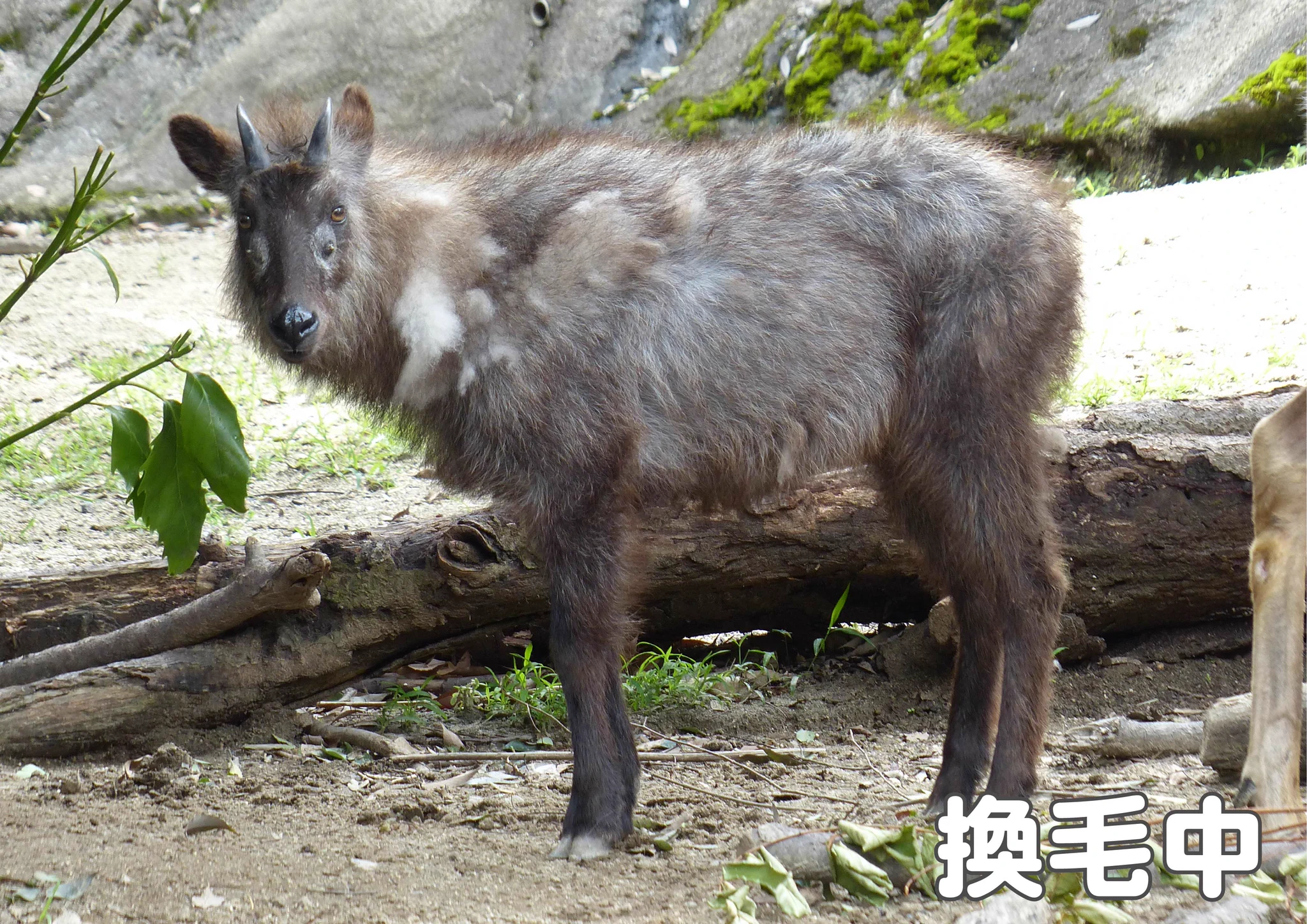 上野動物園［公式］ on X: 