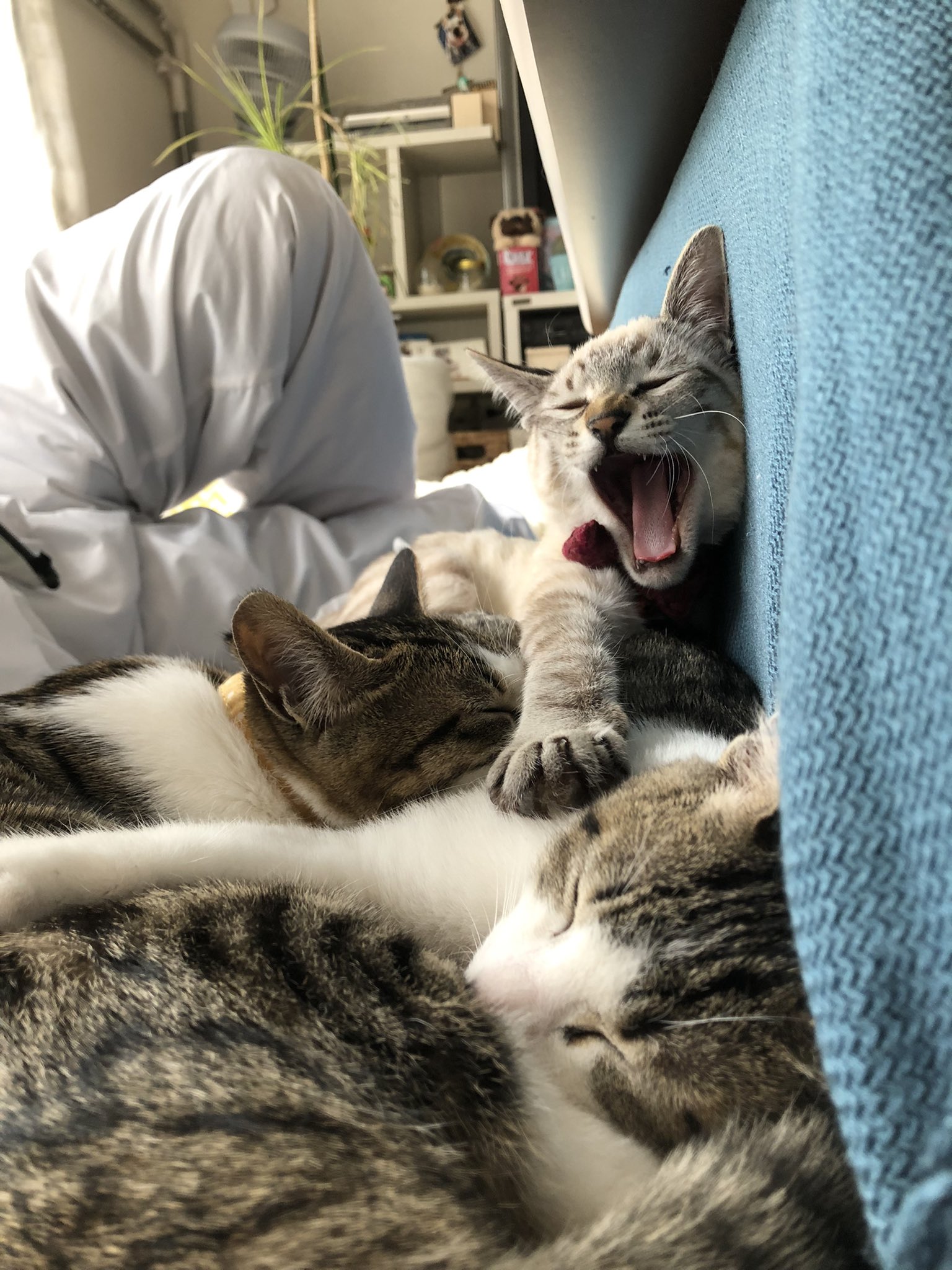 ビビリなおみつ姉さん と仲良し猫ちゃんズ C J Twitter