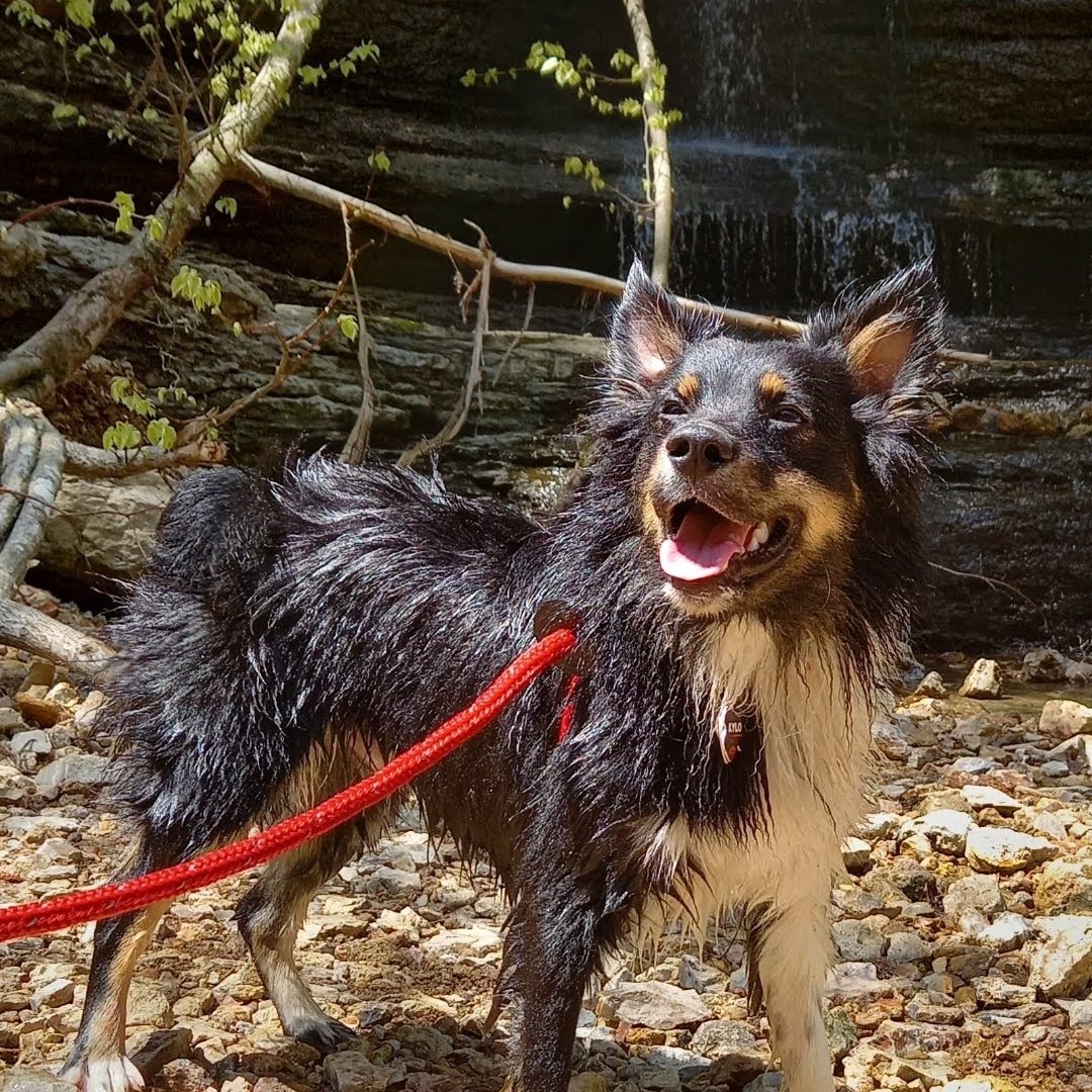 MissLovable7's tweet photo. Help Kylo Ren their way into the pages of Dogster or Catster Magazine and take home a $5,000 cash prize! https://t.co/ATr1SLZiJO 

Go vote!! https://t.co/jKE6czzBWp