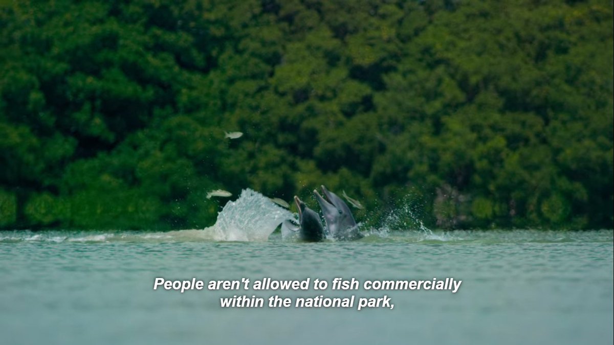 irekaika's tweet photo. Dolphin and David Attenborough. #sunday https://t.co/YDg9tL02Z0