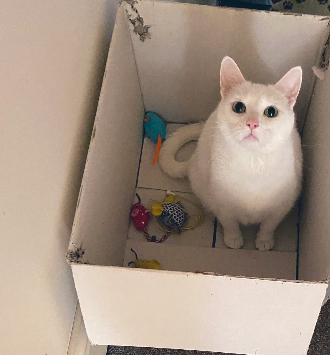 Lacey London tweet media