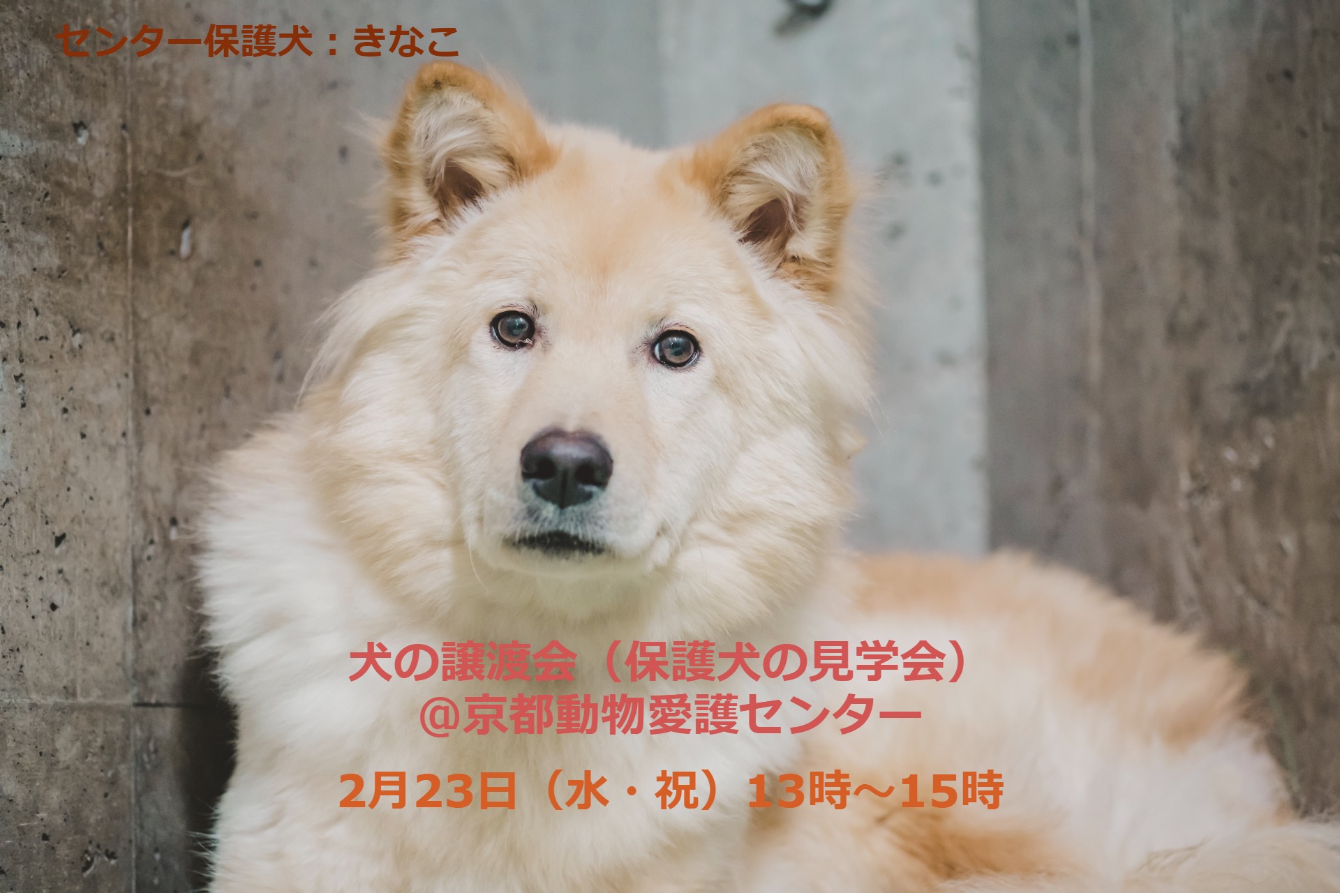 Kyoto Ani Love 京都動物愛護センター Kyotoanilove Twitter