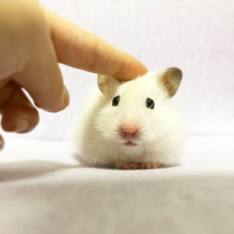 tofusora_ham's tweet photo. うふ https://t.co/PrKeeYdcLJ