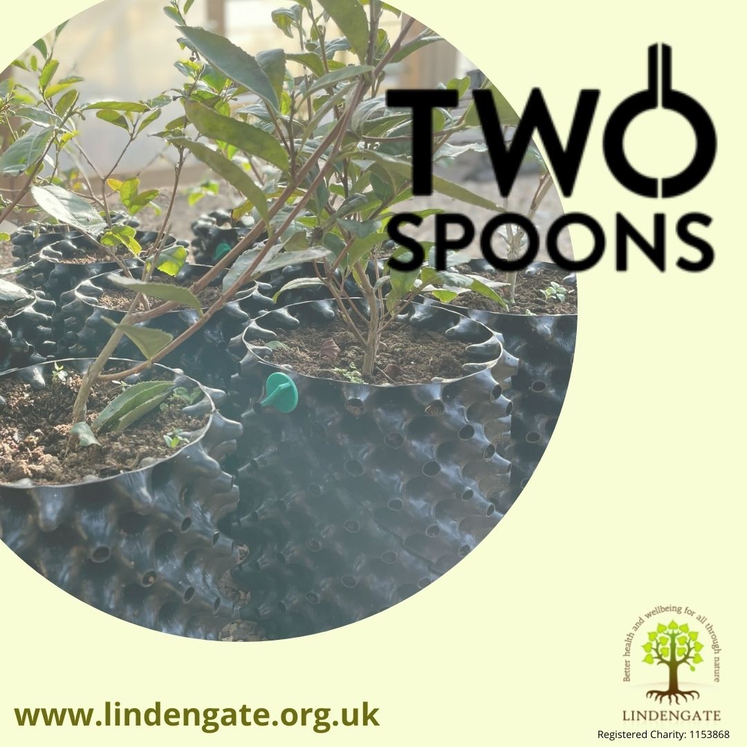 Lindengate's tweet photo. We have some young tea bushes growing on site, courtesy of @TwoSpoonsTea  This is a similar variety to that in Darjeeling which means it is more suited to colder weather.   We'll have to wait 3-5 years to taste ours! 
 👉 https://t.co/4eGe0XqIfr

#support #nature #community https://t.co/ShfhXifiEl