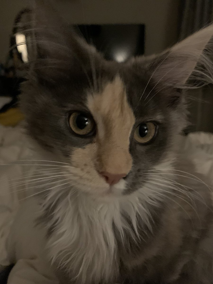 Mossbird's tweet photo. Love it when Stevie Nicks is trending because it’s always for good stuff and also I can introduce you to my cat Stevie Nicks. https://t.co/yAyyTu3nlm
