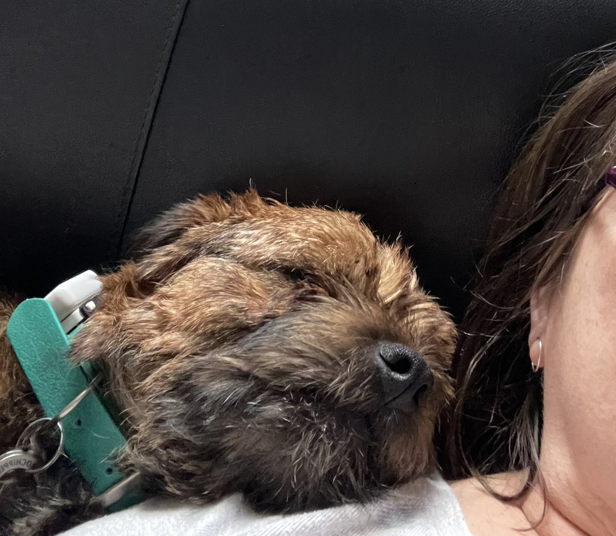 bruffbt's tweet photo. We had a Sunday lie in (after breakfast &amp; morning wee for me &amp; Trudes). I like to snooze on Mum’s shoulder while she reads! Off out walking in a minute #goingtobewet and pub lunch planned https://t.co/P3r98tUNum