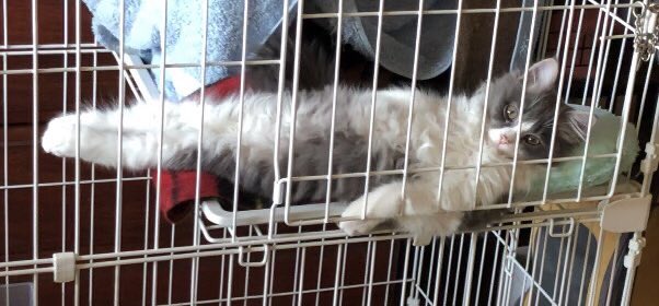 うちの子の可愛さはいかほどかTwitterで試したいので拡散してください!!!🙂🙂
 #サイベリアン
 #今日のりおんくん 