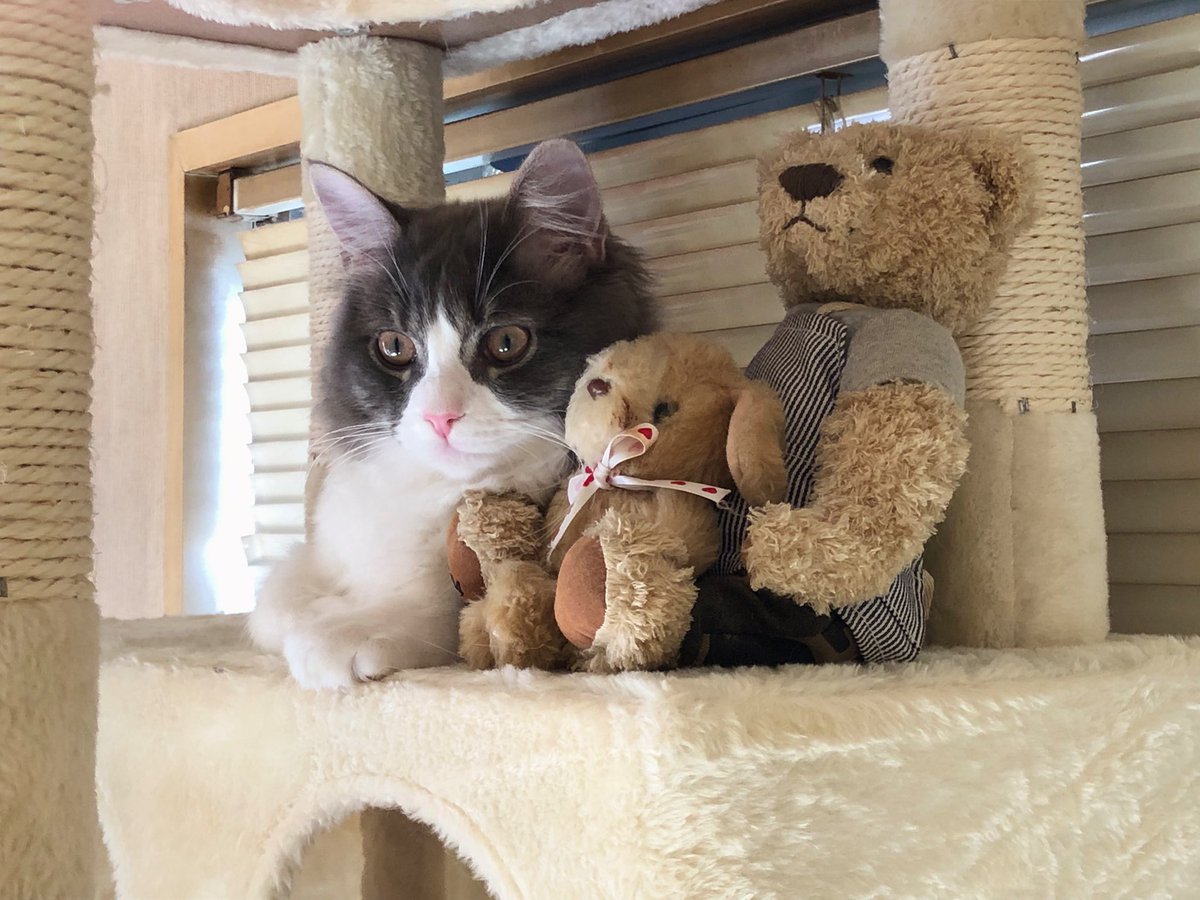 うちの子の可愛さはいかほどかTwitterで試したいので拡散してください!!!🙂🙂
 #サイベリアン
 #今日のりおんくん 