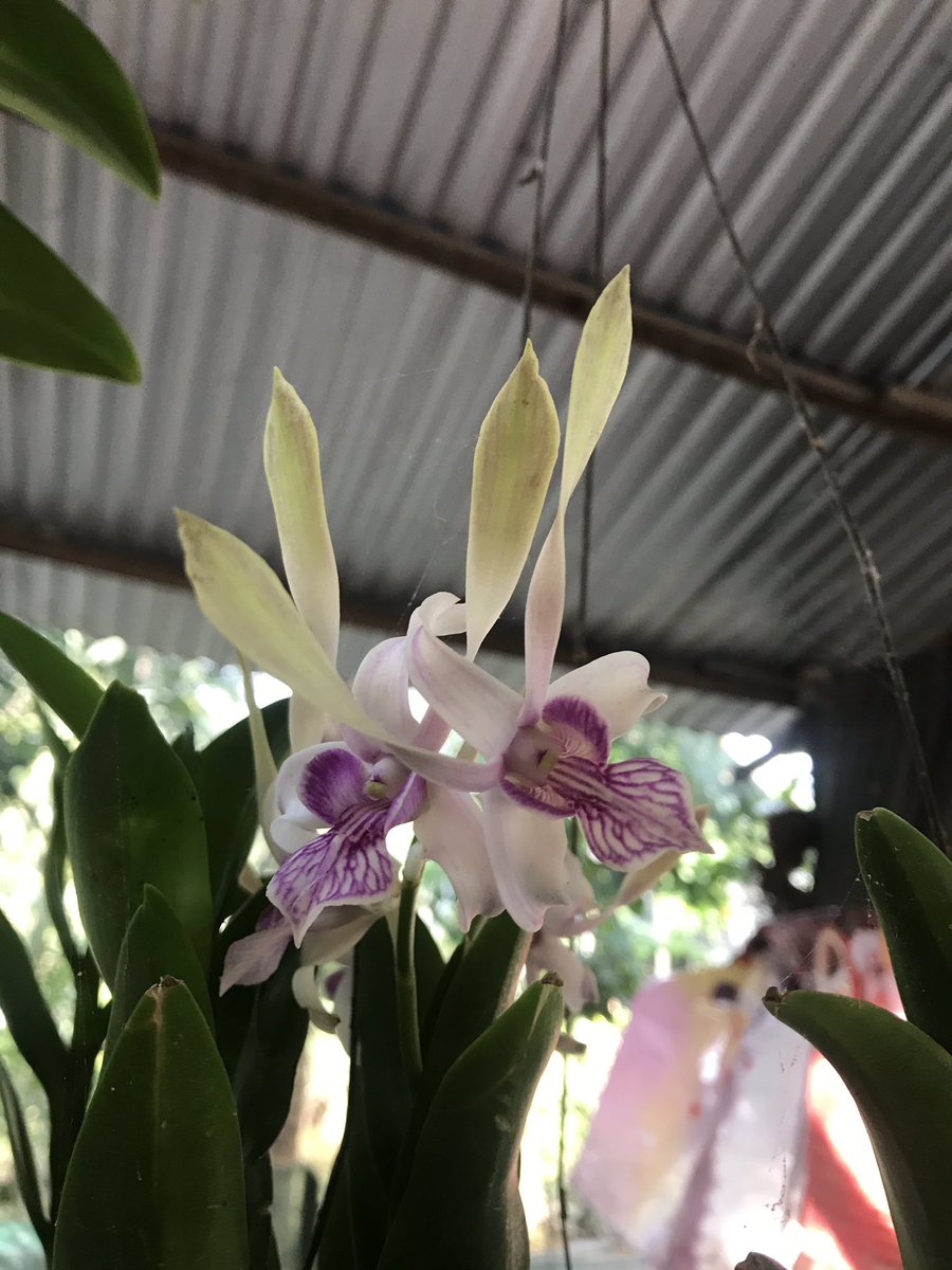 Pisach_Thach's tweet photo. https://t.co/JkwA0PalMK