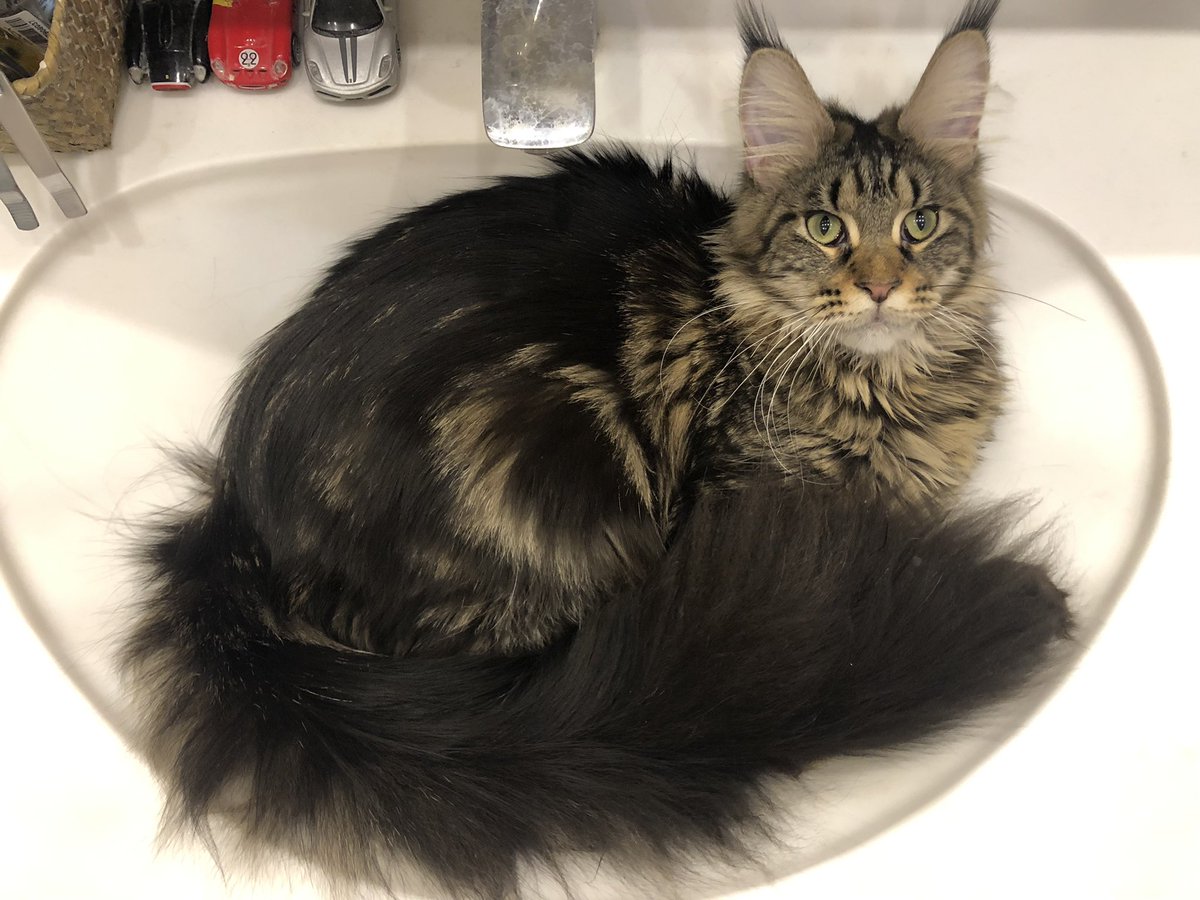 Каждое утро начинается с требований срочно взять на ручки и гладить 🤍