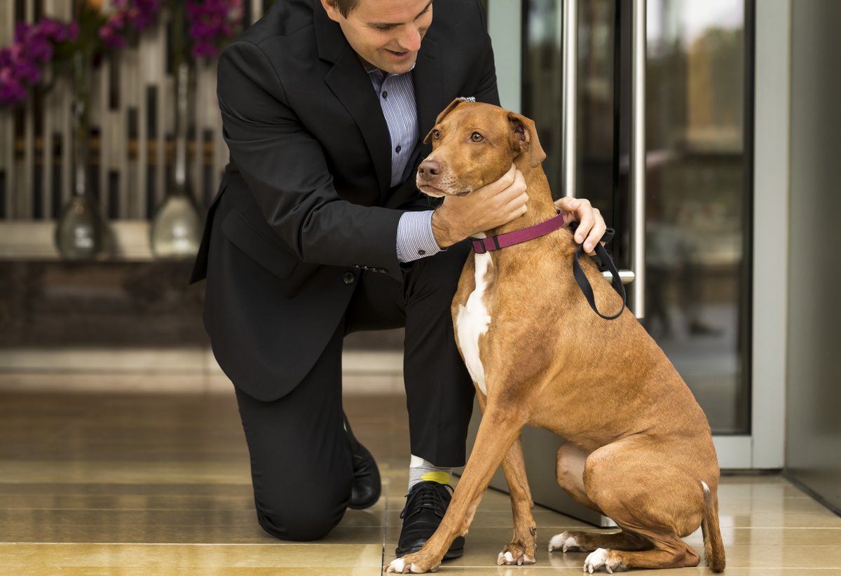 FSMumbai's tweet photo. While we love all our guests, don't blame us for having a soft corner for the four-legged ones! Today is #LoveYourPetDay so make sure to give your pet a special squeeze.
#FourSeasons #FSPets #FSMumbai https://t.co/s6Ot7NRF0g