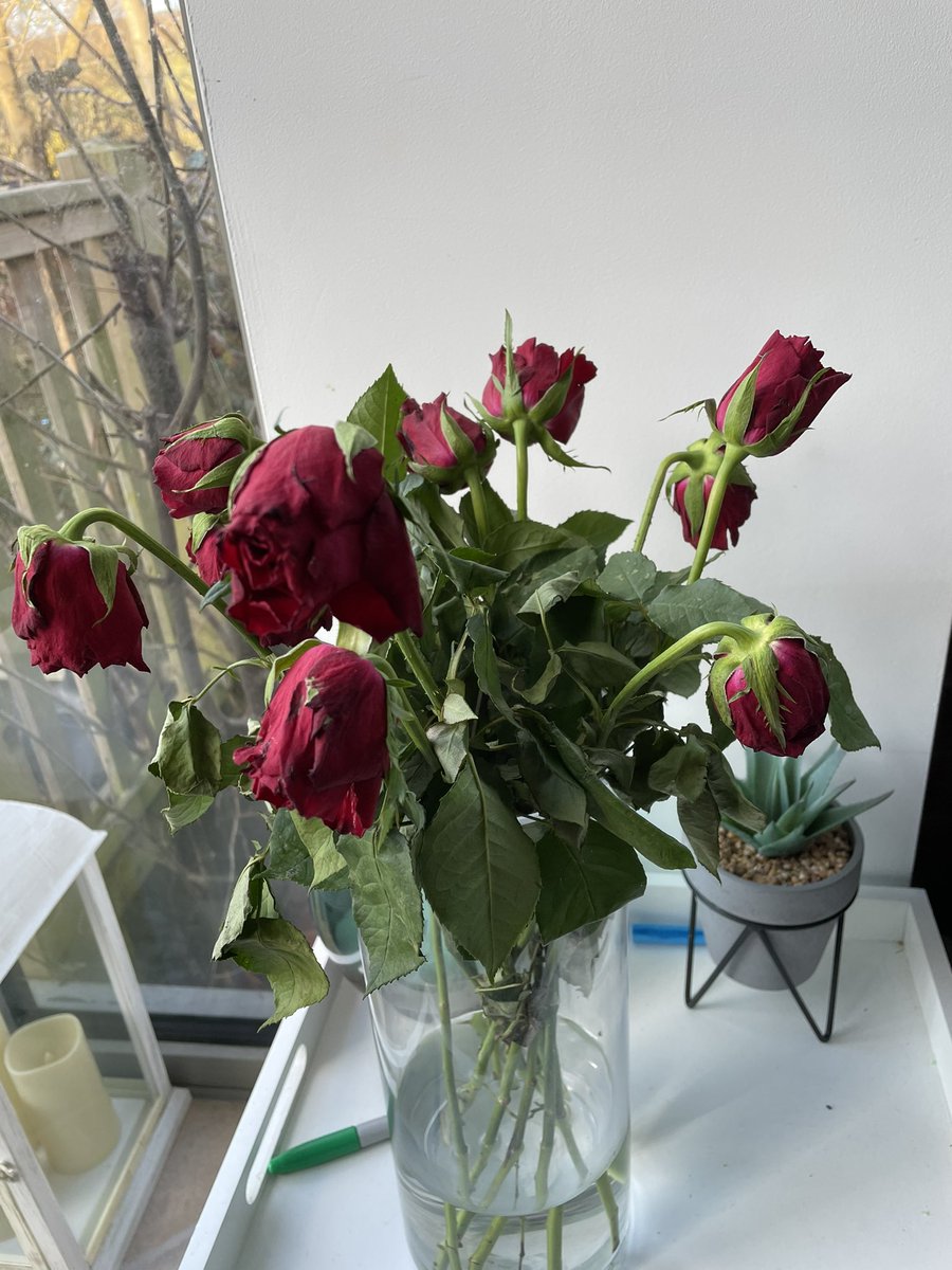 GavinG14's tweet photo. @MoonpigUK really dissatisfied with the roses delivered for Valentine’s Day. Not even a week old and they’ve looked like this the whole time. https://t.co/UVL1vo9N7S