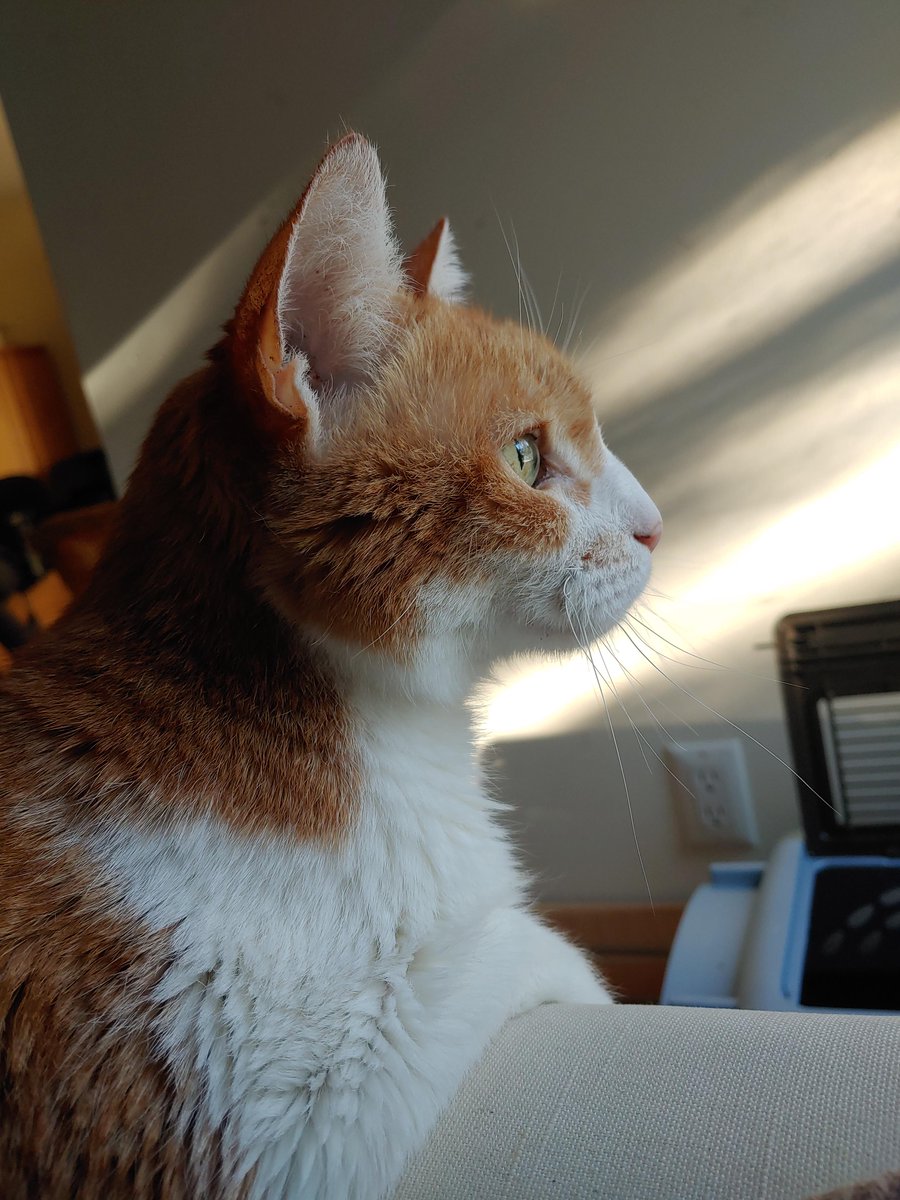 AwwHourly's tweet photo. Peaches the cat looking majestically at snow - #cat #majestically #Peaches #Snow https://t.co/IQZavYOUQo