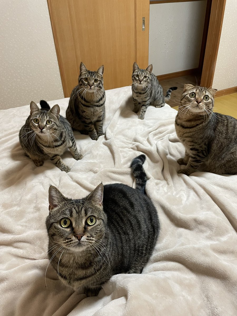 そろそろ晩ごはんにゃ 無言で見つめる5匹のキジトラが 圧がすごくて無視できない と話題 ねこニュース