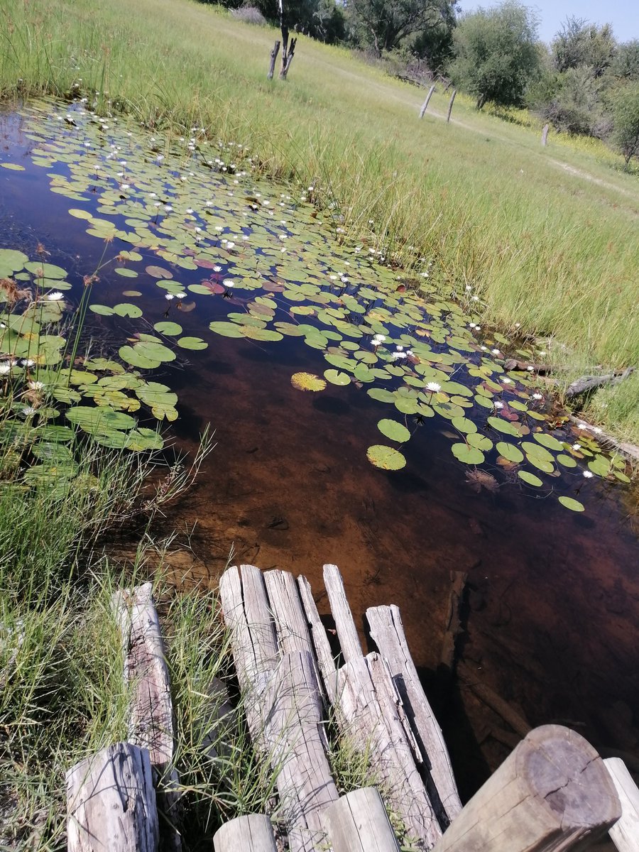 KeltSma's tweet photo. Nature
#botswana
#tswii https://t.co/ZNm1AZXi4s
