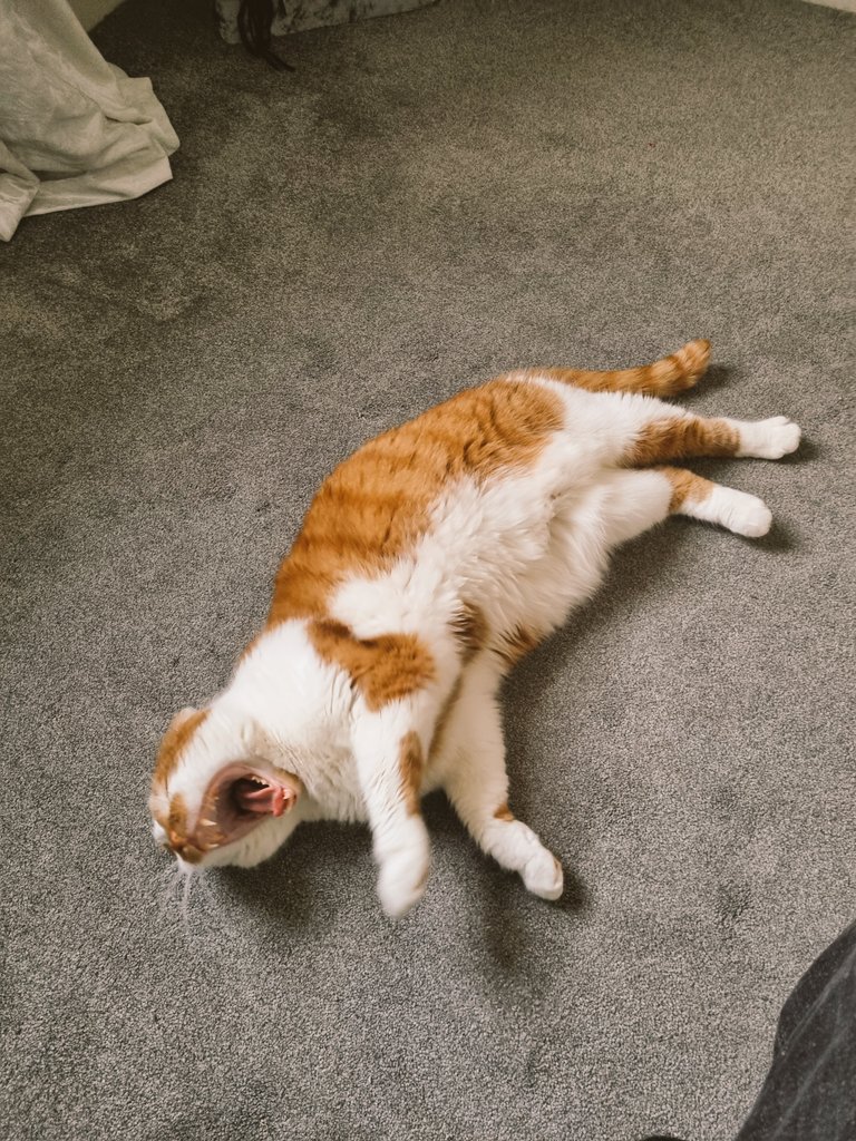 mitchells86's tweet image. #LoveYourPetDay