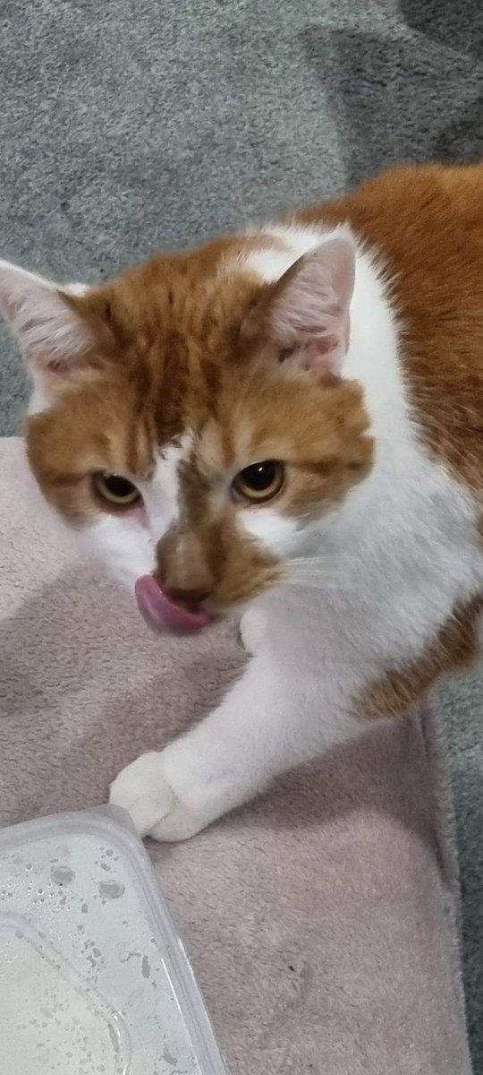 mitchells86's tweet image. #LoveYourPetDay