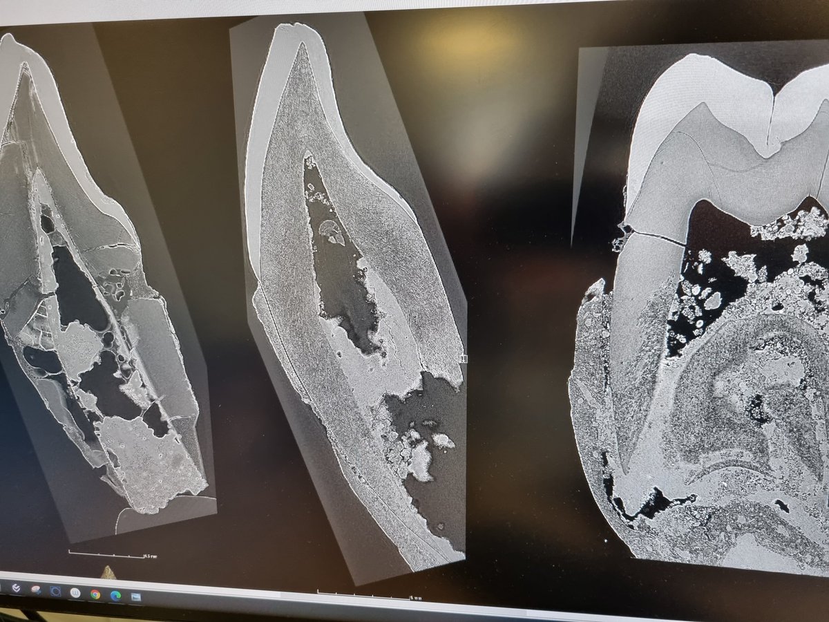 Lee R Berger tweet media