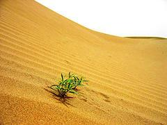 amorislam1's tweet photo. Los #musulmanes creen que el que había creado el ser #humano de la #nada y el que sacó del #desierto árido plantas verdes útiles para mantener vivos las #criaturas es muy capaz de resucitar el ser #humano después de su #muerte. https://t.co/SYEHrNs4WT