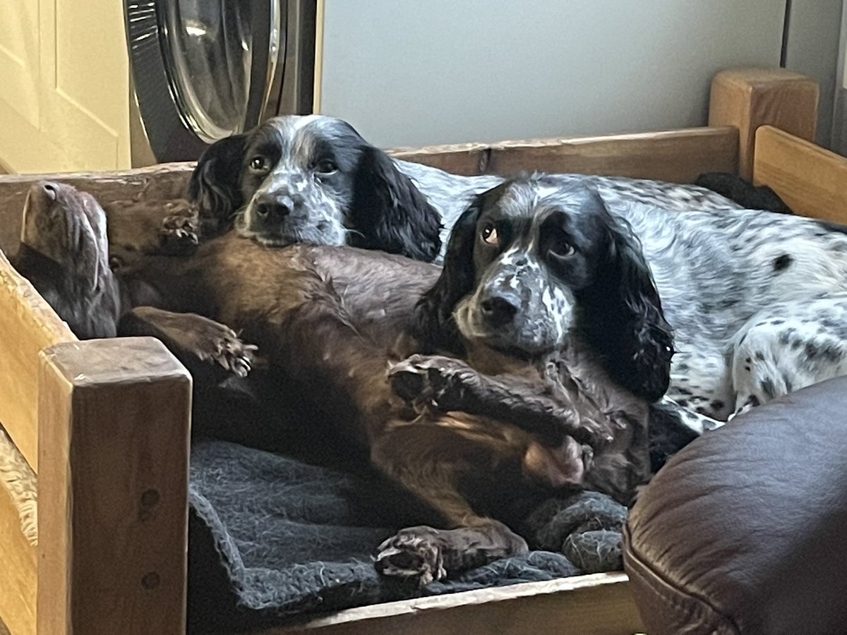 mark_rowbottom's tweet image. It’s a Sunday thing, everybody have a good day 🚜🐾👍