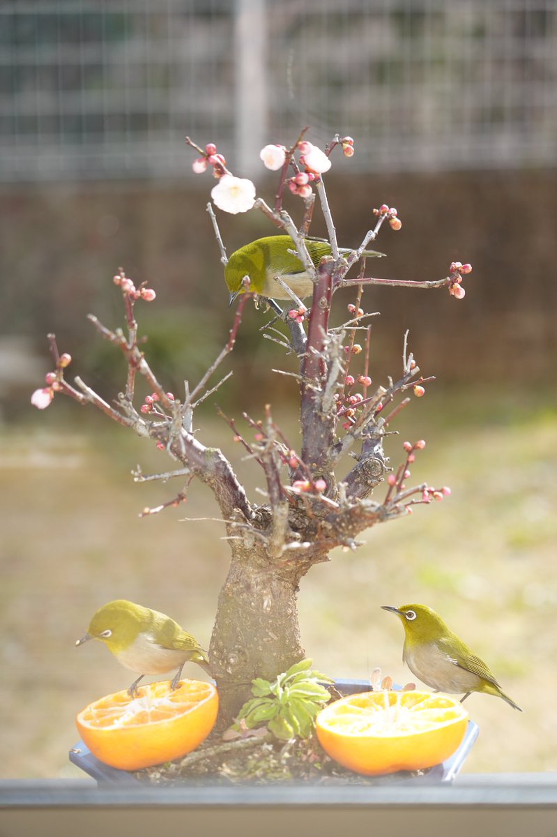 ryryo0447's tweet photo. メジロの写真撮っていたら大蛇丸様から呪印を授かってる子がいました。
#メジロ　#野鳥　#フォト活　#写真
#あらやださすけくんかしら https://t.co/CybRt73bUO