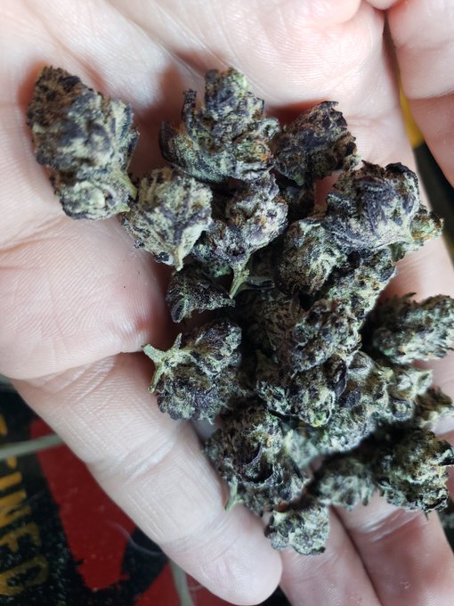 The colors, Duke! The colors! 😄 https://t.co/LjAxb66jFr<a href="/tag/tittytuesday"class="tags"><span>#tittytuesday</span></a><a href="/tag/tummytuesday"class="tags"><span>#tummytuesday</span></a>